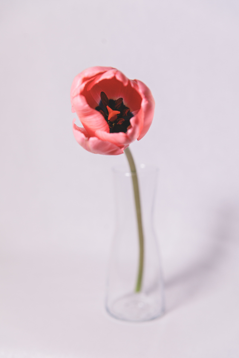 Pink Tulip in Vase