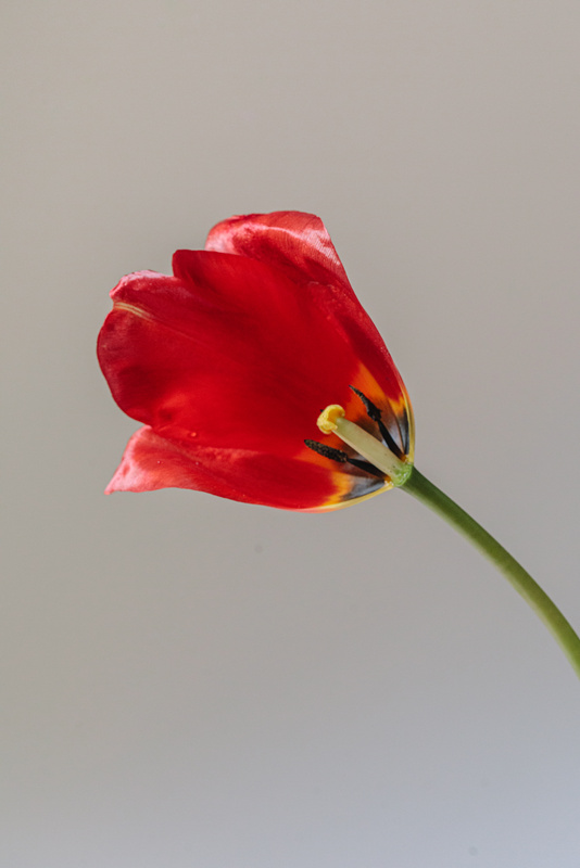 Blooming Red Tulip