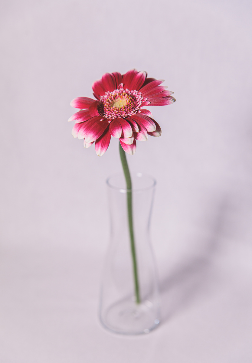 Pink Daisy in Vase